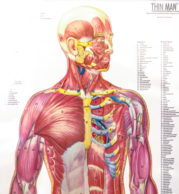 运动医学解剖学插图图。