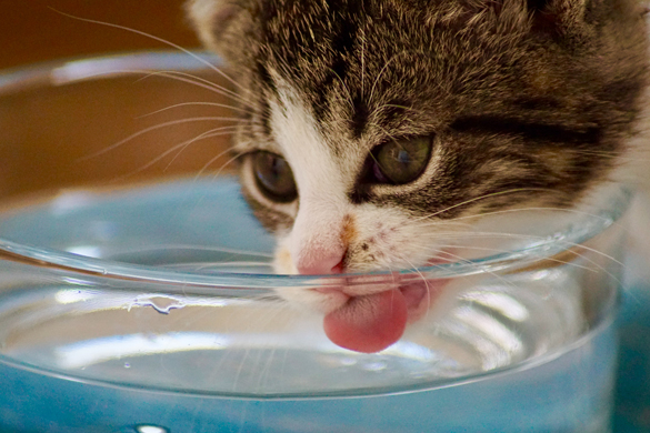 小猫喝干净的水。